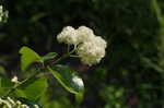 Climbing hydrangea